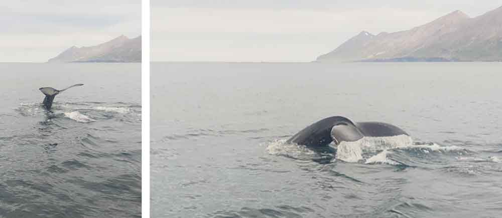 Qué hacer y qué ver en Islandia.